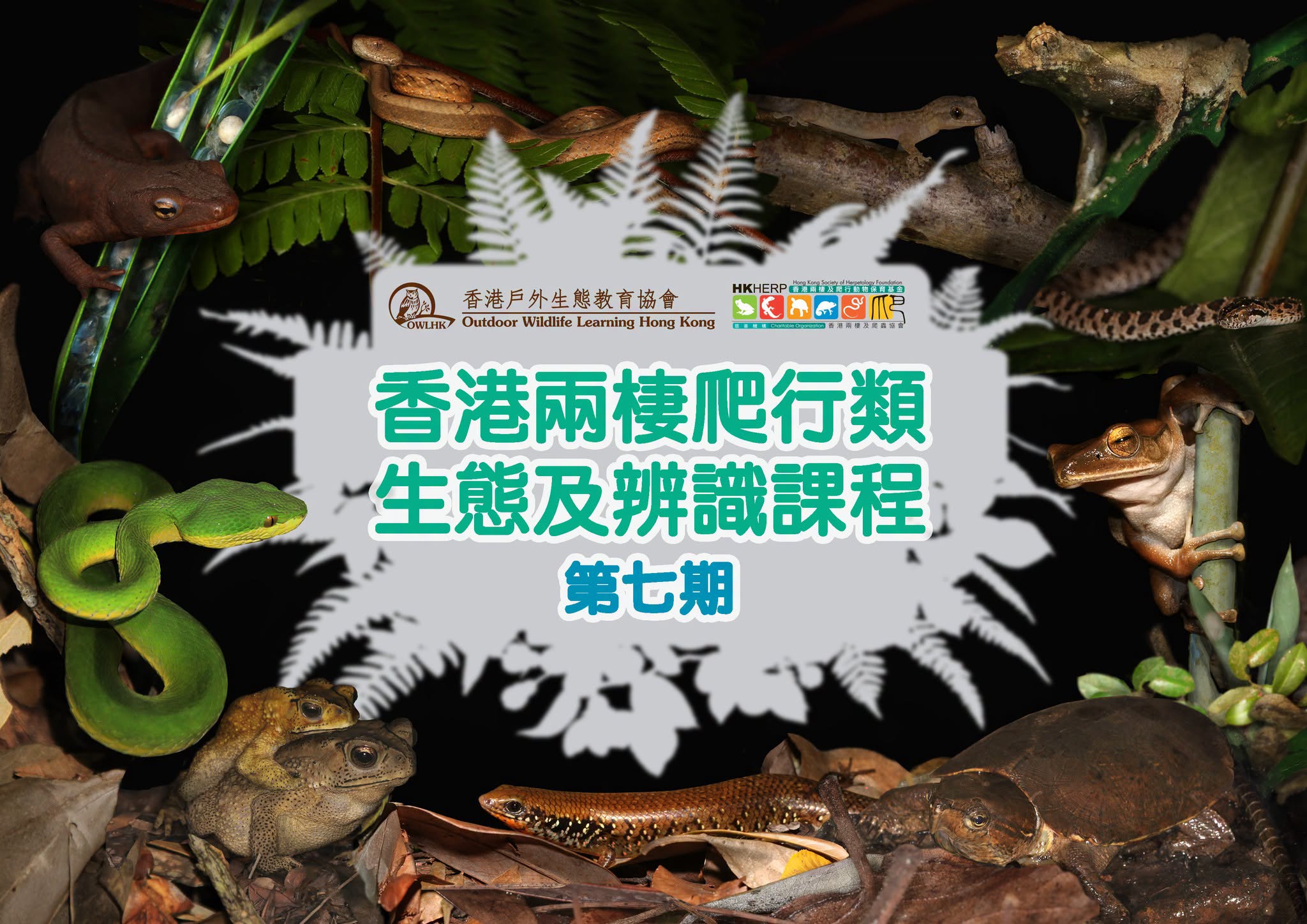 香港兩棲爬行類生態及辨識課程 – 第七期