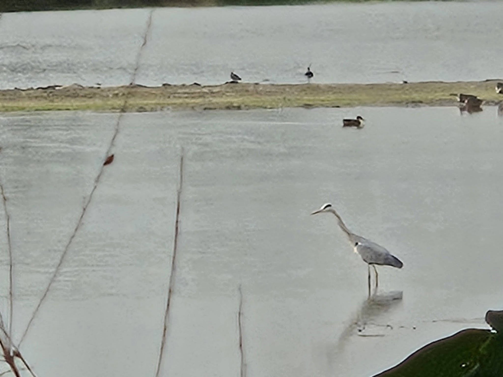 米埔自然探索之旅 🌿 觀鳥屋裡的慢時光