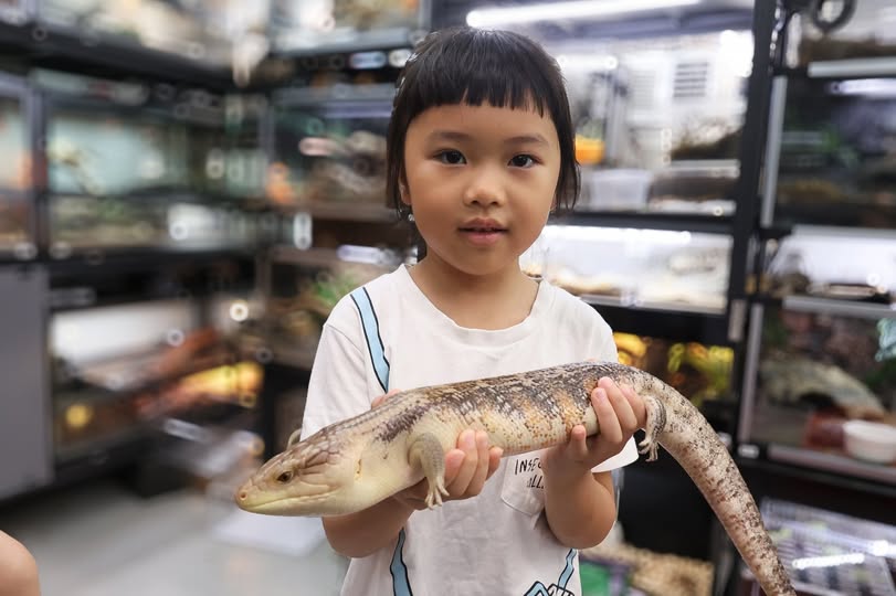 與藍舌石龍子的初次接觸體驗